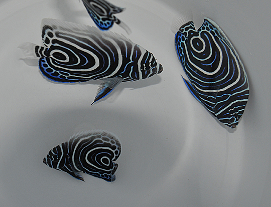 Picasso Aquarium