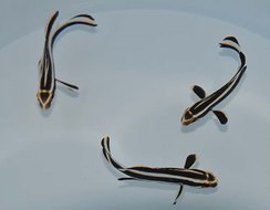 Plectorhinchus lessonii