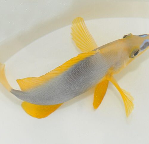 Hypoplectrus guttavarius - Afbeelding 3