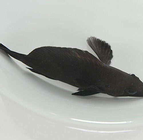 Alternative view of Hypoplectrus nigricans