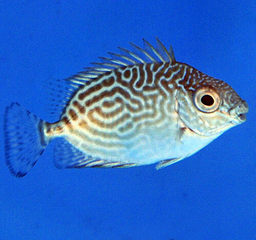 Siganus spinus - Afbeelding 3