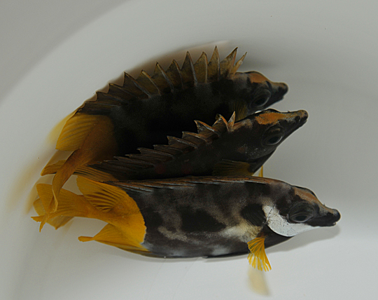 Picasso Aquarium