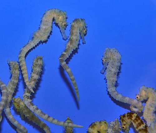 Hippocampus comes (Yellow) - T.B.