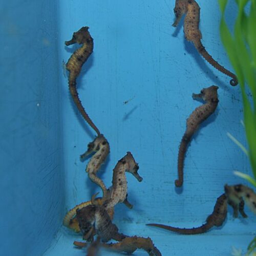 Hippocampus kuda - T.B. - Afbeelding 3