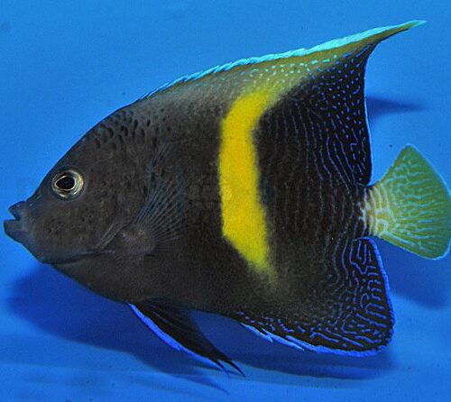 Pomacanthus maculosus - T.B.