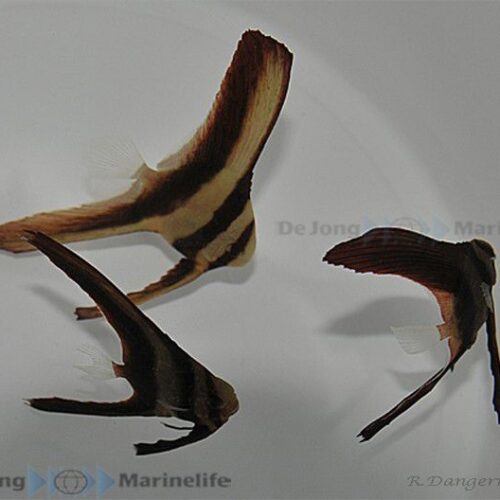 Platax teira - T.B. - Afbeelding 3