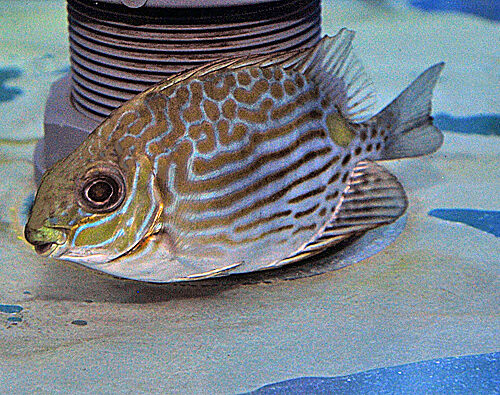Siganus lineatus - T.B. - Afbeelding 3