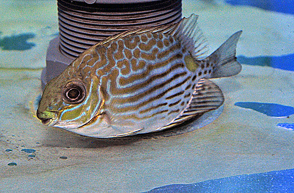 Siganus lineatus - T.B. - Afbeelding 3