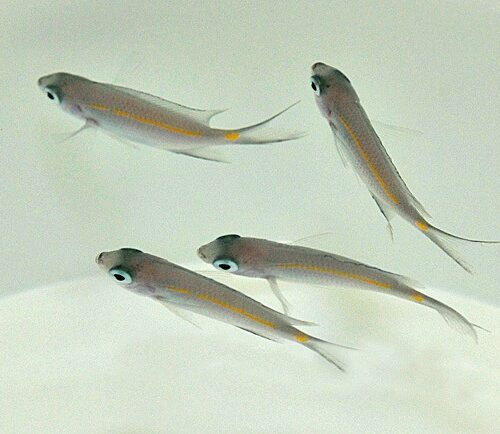 Acanthochromis polyacanthus - Afbeelding 3