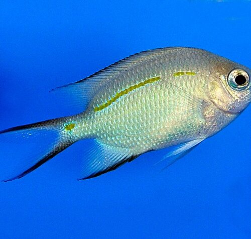 Acanthochromis polyacanthus