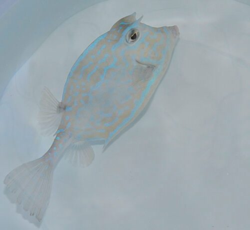 Acanthostracion quadricornis
