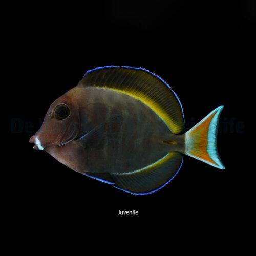 Alternative view of Acanthurus achilles X nigricans (Hybrid)