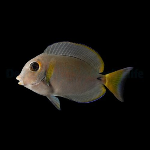 Alternative view of Acanthurus leucocheilus