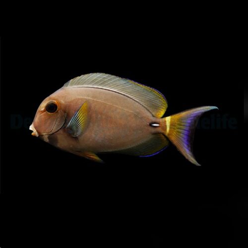 Acanthurus leucocheilus - Afbeelding 3
