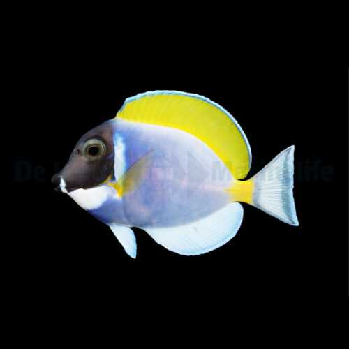 Alternative view of Acanthurus leucosternon