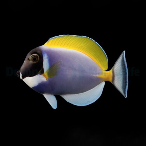 Acanthurus leucosternon - Afbeelding 3