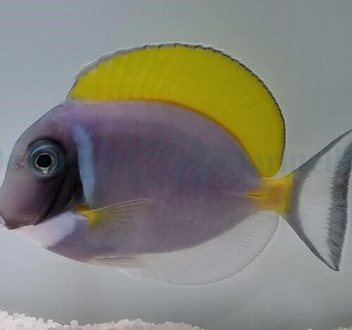 Acanthurus leucosternon - Afbeelding 4