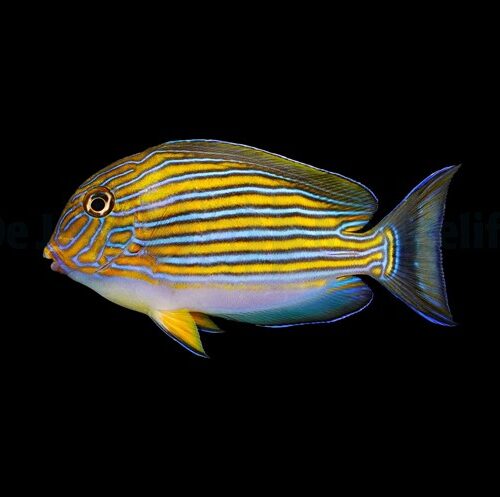 Alternative view of Acanthurus lineatus