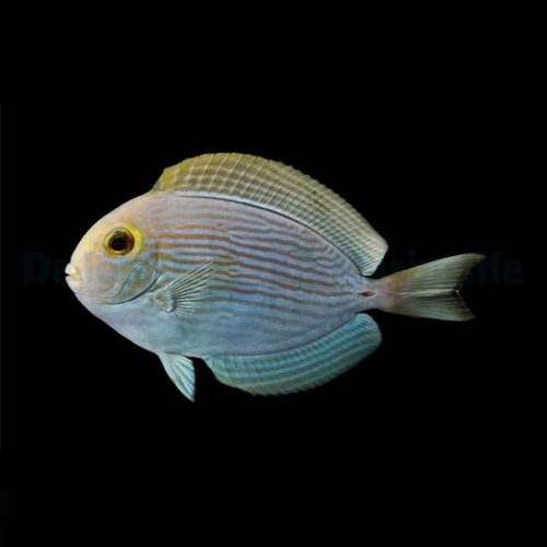 Alternative view of Acanthurus mata