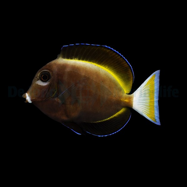 Picasso Aquarium