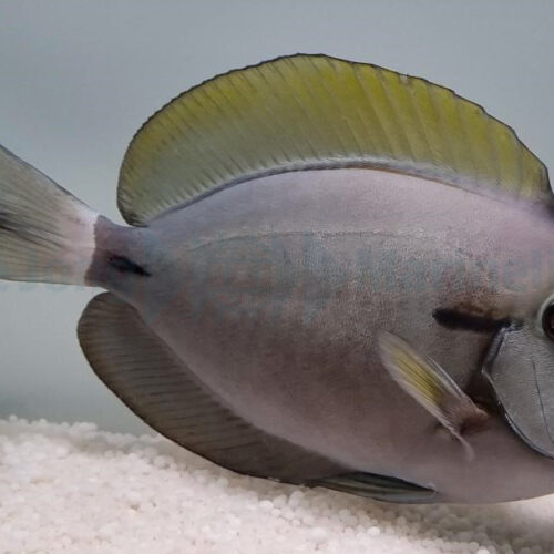 Alternative view of Acanthurus nigricauda