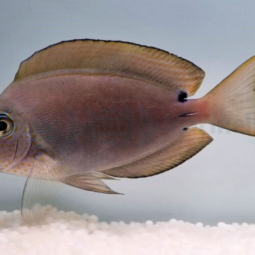 Acanthurus nigrofuscus - Afbeelding 4