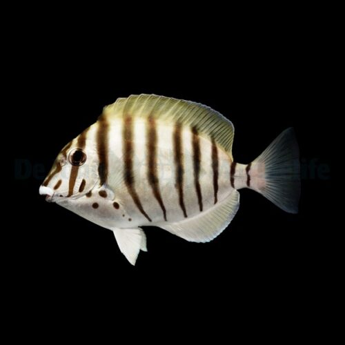 Alternative view of Acanthurus polyzona