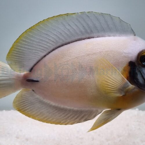 Acanthurus pyroferus - Afbeelding 3