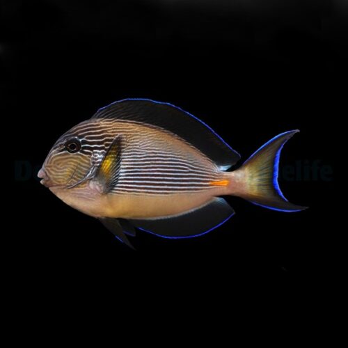 Alternative view of Acanthurus sohal