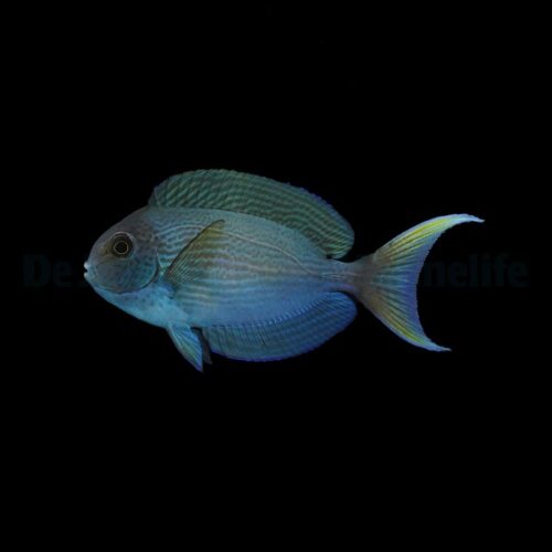 Alternative view of Acanthurus thompsoni