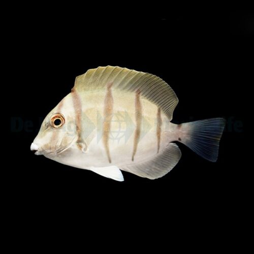 Alternative view of Acanthurus triostegus