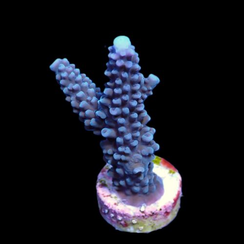 Alternative view of Acropora formosa (Blue) (frag)