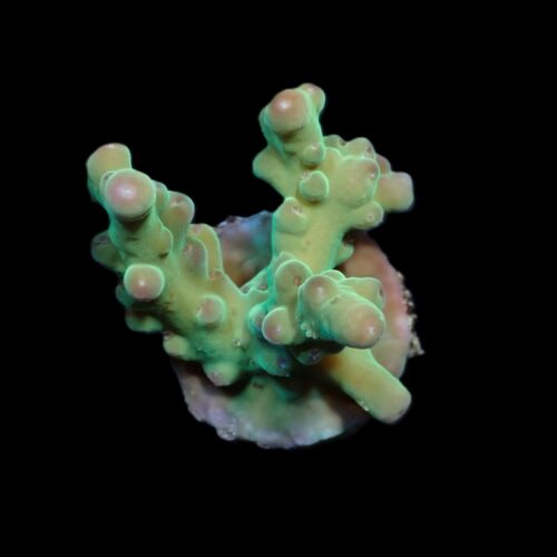 Alternative view of Acropora granulosa (frag)