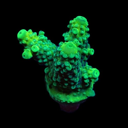 Acropora humilis (Green) (frag)