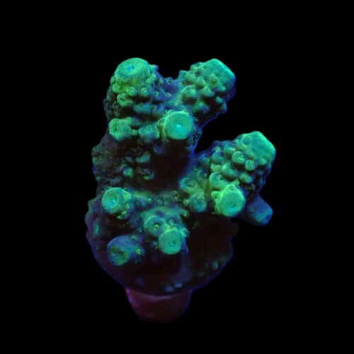 Acropora humilis (Green) (frag) - Afbeelding 3