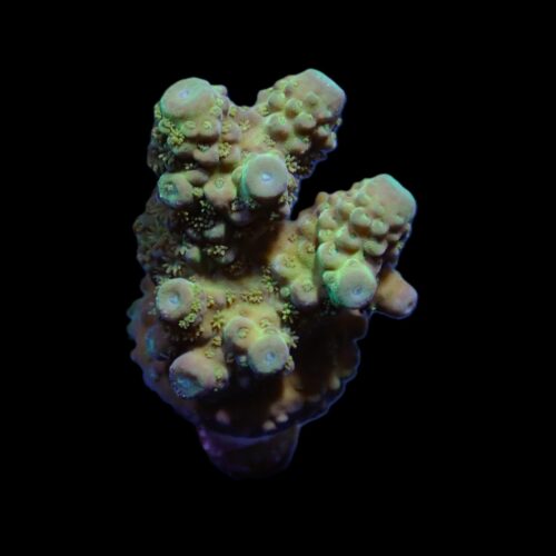 Acropora humilis (Green) (frag) - Afbeelding 4