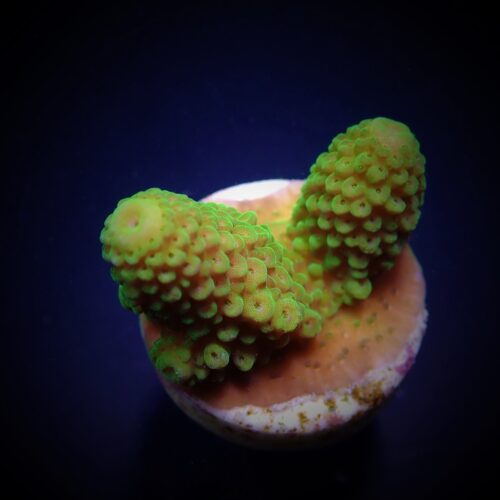 Alternative view of Acropora humilis (Green) (frag)