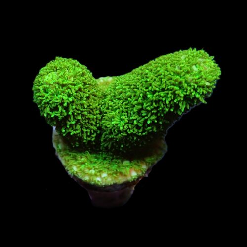 Alternative view of Acropora papillare (frag)