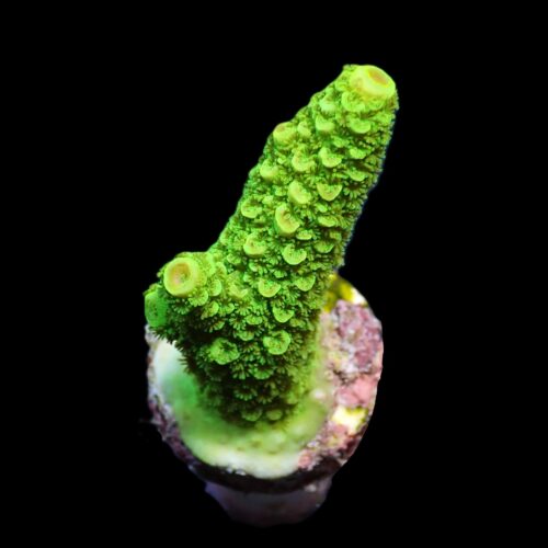 Acropora papillare (frag) - Afbeelding 3