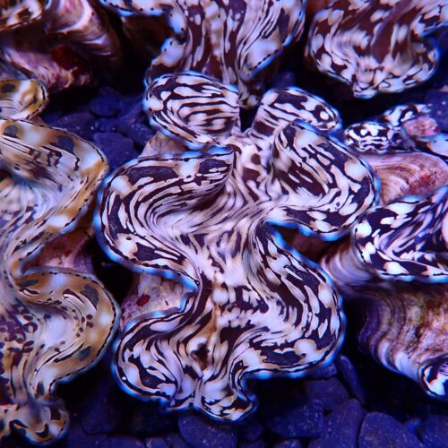 Alternative view of Tridacna squamosa (Assorted)