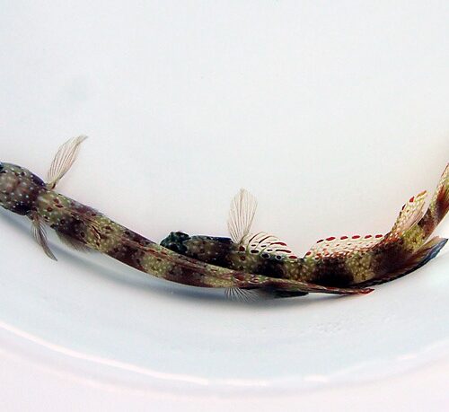 Alternative view of Amblyeleotris latifasciata
