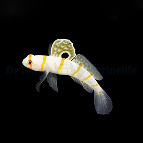 Amblyeleotris randalli