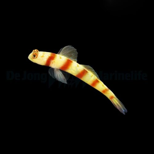 Alternative view of Amblyeleotris steinitzi