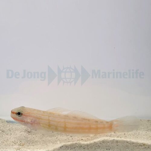 Amblygobius decussatus