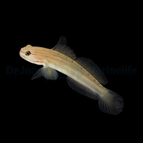 Alternative view of Amblygobius nocturnus