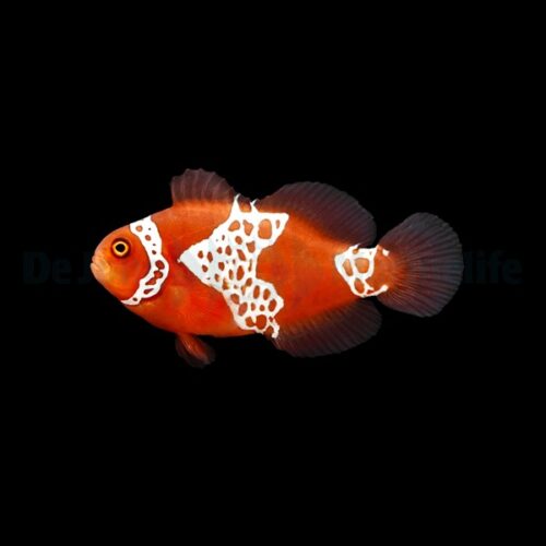 Alternative view of Amphiprion biaculeatus - gibbosus (Lightning) - DJM Bred
