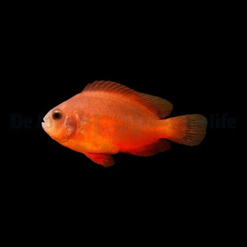 Alternative view of Amphiprion ephippium - DJM Bred