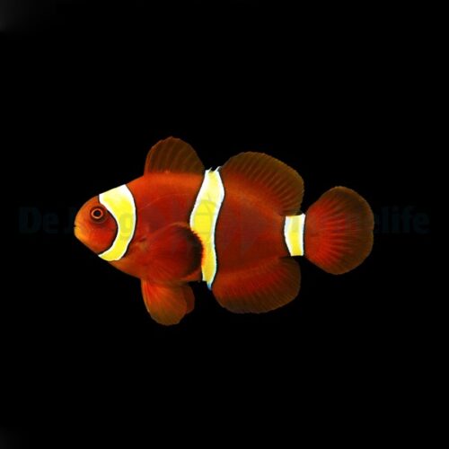 Amphiprion epigrammata - Afbeelding 2