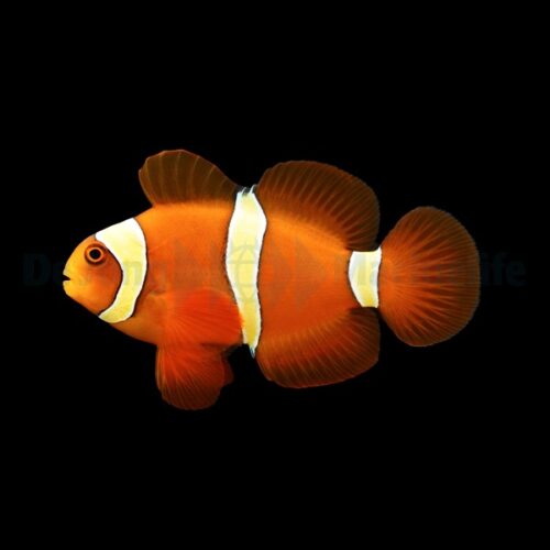 Alternative view of Amphiprion epigrammata - DJM Bred