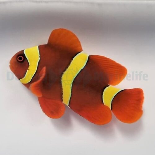 Amphiprion epigrammata - Afbeelding 4